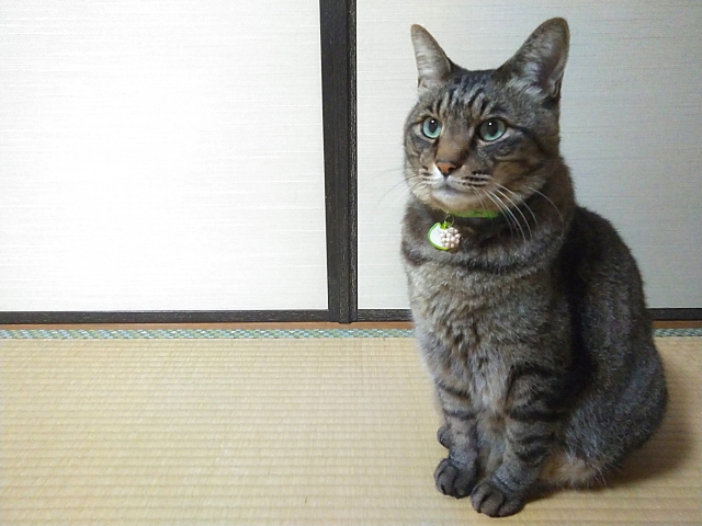 ペットと暮らす和室には「ペット対応襖紙」がおすすめ